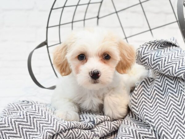 Daisy Dog-DOG-Female-Brown / White-35499-Petland Novi, Michigan