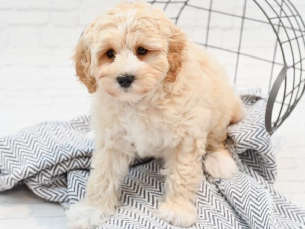 Bichonpoo-DOG-Male-Red-35503-Petland Novi, Michigan