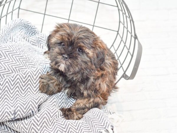 Shorkie DOG Female Chocolate 35510 Petland Novi, Michigan