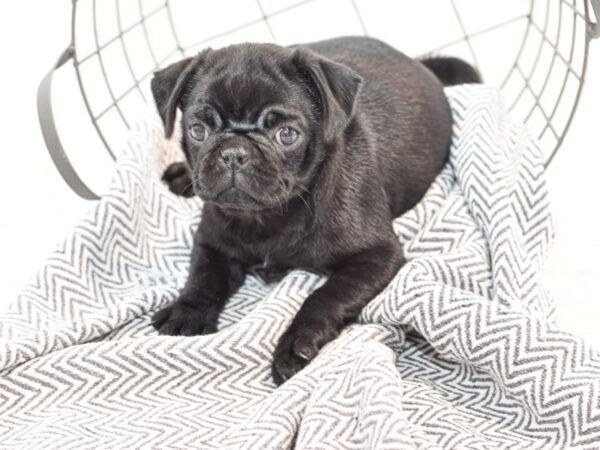 Pug DOG Male Black 35504 Petland Novi, Michigan