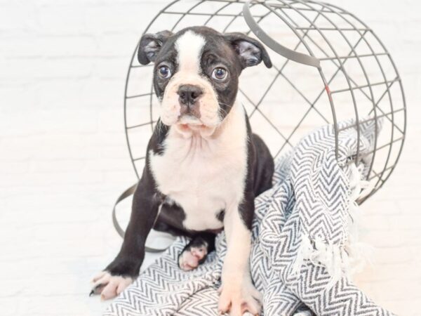 Boston Terrier DOG Male Black / White 35508 Petland Novi, Michigan