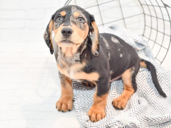 Dachshund/Labrador Retriever-DOG-Male-Chocolate-35505-Petland Novi, Michigan