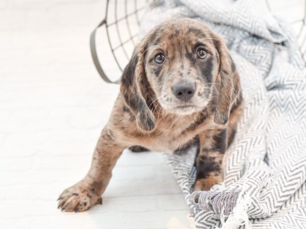 Dachshund/Labrador Retriever DOG Male Silver Dapple / Tan 35506 Petland Novi, Michigan