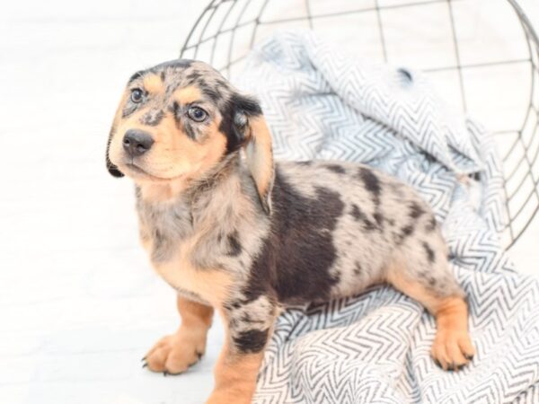 Dachshund/Labrador Retriever DOG Female Silver Dapple / Tan 35507 Petland Novi, Michigan