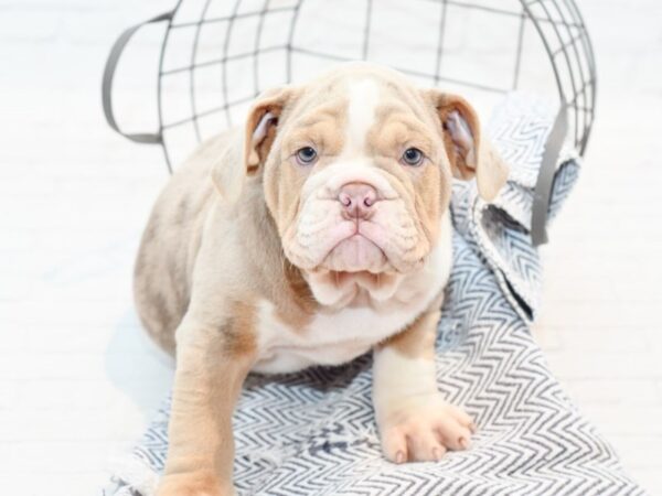 7/8 English Bulldog DOG Male Fawn / Brindle 35502 Petland Novi, Michigan