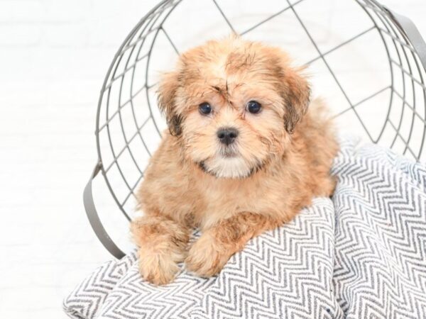 Shorkie-DOG-Male-Brown-35511-Petland Novi, Michigan