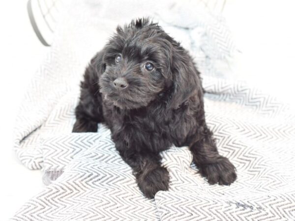 Yorkiepoo DOG Male Black / Tan 35512 Petland Novi, Michigan