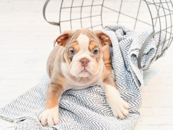 Beabull-DOG-Male-Chocolate Merle-35513-Petland Novi, Michigan