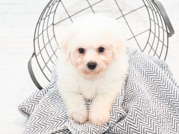 Bichon Frise DOG Male White 35515 Petland Novi, Michigan