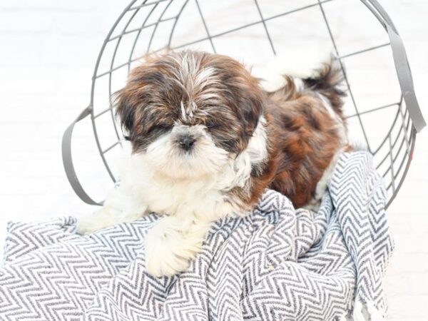 Shih Tzu-DOG-Female-Brindle & Wh-35516-Petland Novi, Michigan