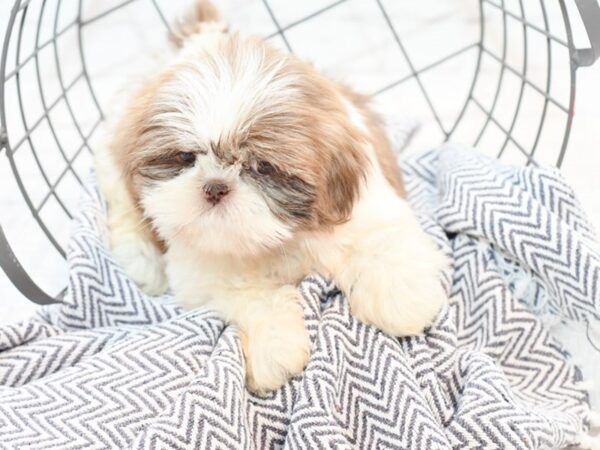 Shih Tzu-DOG-Female-Liver & Wh-35517-Petland Novi, Michigan