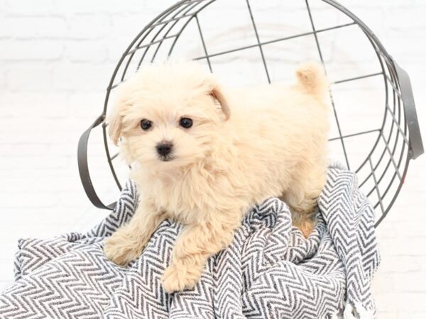 Maltipoo DOG Male Apricot 35518 Petland Novi, Michigan