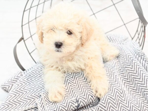 Lhasapoo DOG Female Cream 35514 Petland Novi, Michigan