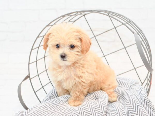 Maltipoo DOG Female Apricot 35519 Petland Novi, Michigan