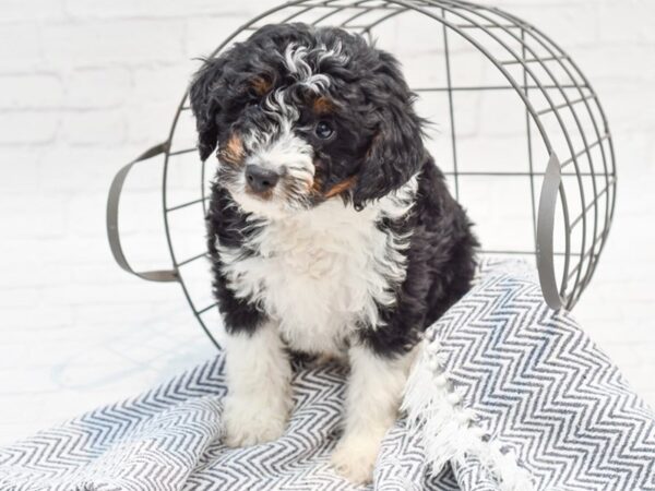 Mini Aussiepoo DOG Male Black & White 35521 Petland Novi, Michigan