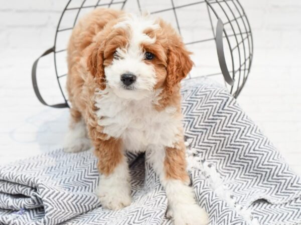 Mini Aussiepoo DOG Male Tan& White 35520 Petland Novi, Michigan