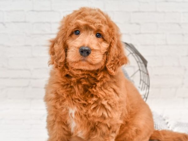 Goldendoodle DOG Male Red 35522 Petland Novi, Michigan