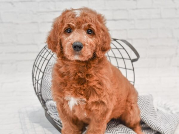 Goldendoodle DOG Female Red 35523 Petland Novi, Michigan