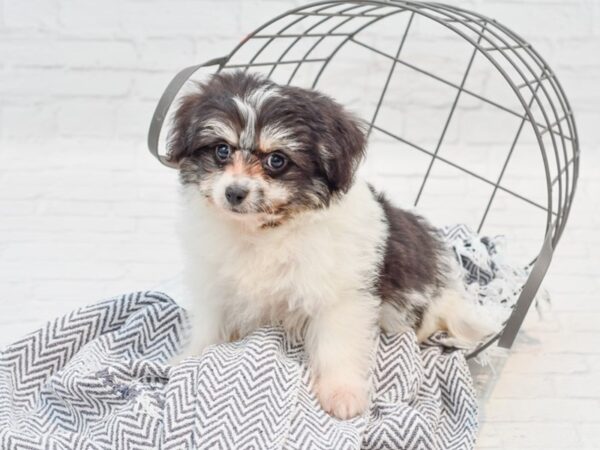 Pomeranian/Bichon DOG Male Black / White 35524 Petland Novi, Michigan