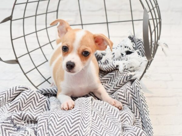 Chihuahua-DOG-Male-White / Fawn-35525-Petland Novi, Michigan