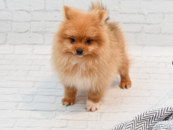 Pomeranian-DOG-Male-Red Sable-35526-Petland Novi, Michigan