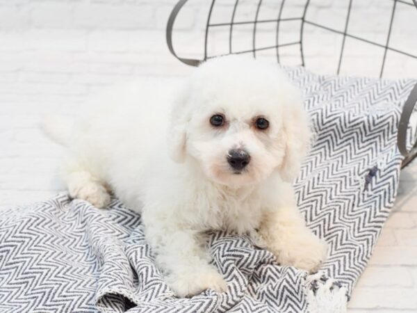 Bichon Frise DOG Male White 35527 Petland Novi, Michigan