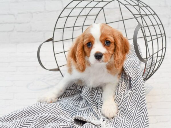 Cavalier King Charles Spaniel-DOG-Male-Blenheim / White-35528-Petland Novi, Michigan