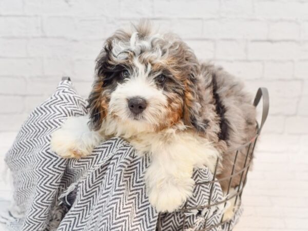 Mini Bernadoodle DOG Male Blue Merle 35529 Petland Novi, Michigan