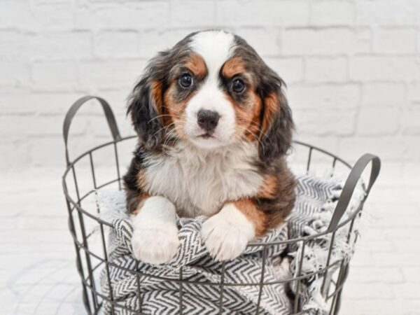 Mini Bernese DOG Male Blue Merle Tri Markings 35530 Petland Novi, Michigan