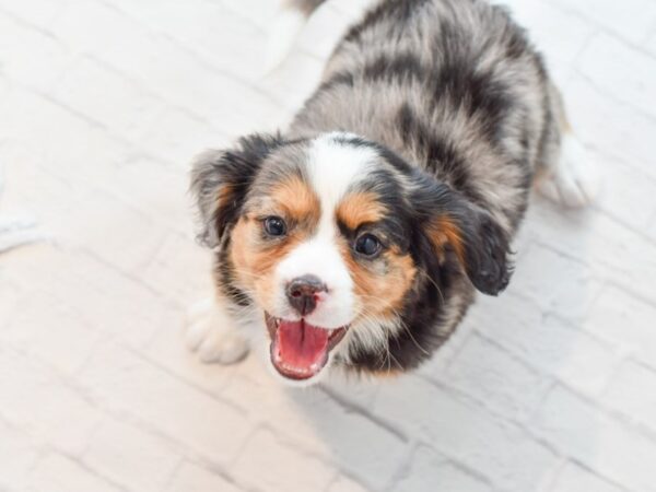 Mini Bernese DOG Female Blue Merle Tri Markings 35531 Petland Novi, Michigan