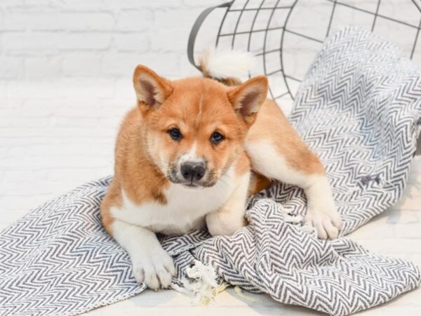 Shiba Inu DOG Male Red & White 35532 Petland Novi, Michigan