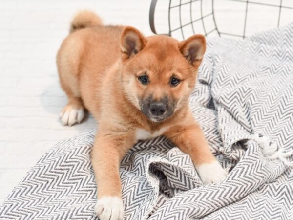 Shiba Inu DOG Female Red 35533 Petland Novi, Michigan