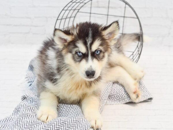 Siberian Husky DOG Male Black / White 35534 Petland Novi, Michigan