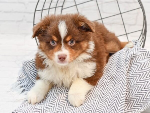 Miniature Australian Shepherd DOG Male Red / White 35535 Petland Novi, Michigan