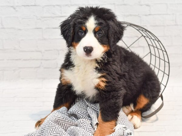 Bernese Mountain Dog DOG Female Black Rust / White 35536 Petland Novi, Michigan