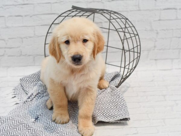 Golden Retriever DOG Male Golden 35537 Petland Novi, Michigan