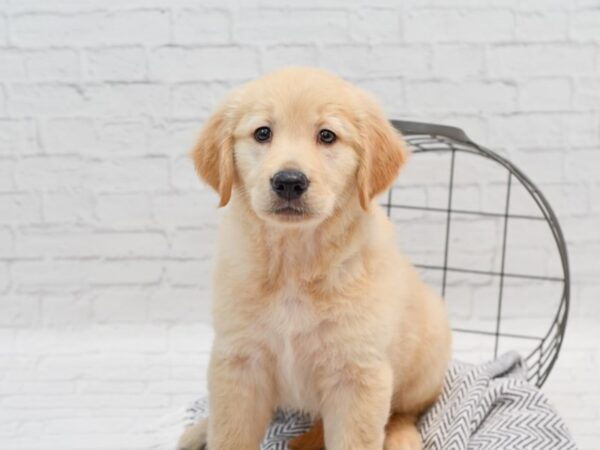 Golden Retriever-DOG-Female-Golden-35538-Petland Novi, Michigan