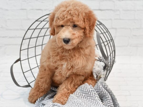 Mini Goldendoodle-DOG-Male-Red-35540-Petland Novi, Michigan