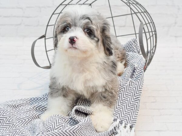 Mini Bernadoodle DOG Female Blue Merle 35541 Petland Novi, Michigan