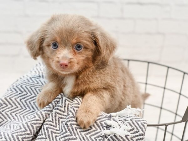 Chiweenie-DOG-Male-Lavender-35543-Petland Novi, Michigan