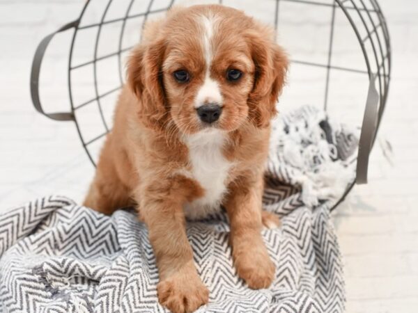 Cavapoo-DOG-Female-Red-35544-Petland Novi, Michigan