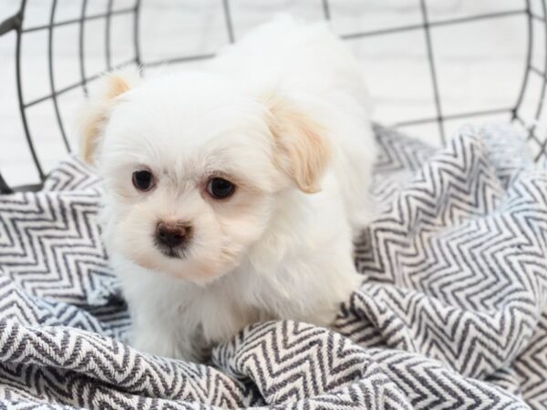 Shih Malt DOG Female White 35545 Petland Novi, Michigan