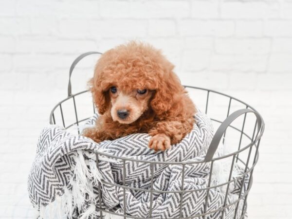 Miniature Poodle DOG Male Red 35546 Petland Novi, Michigan