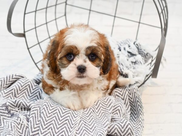 CavaTzu DOG Male Brown / White 35547 Petland Novi, Michigan