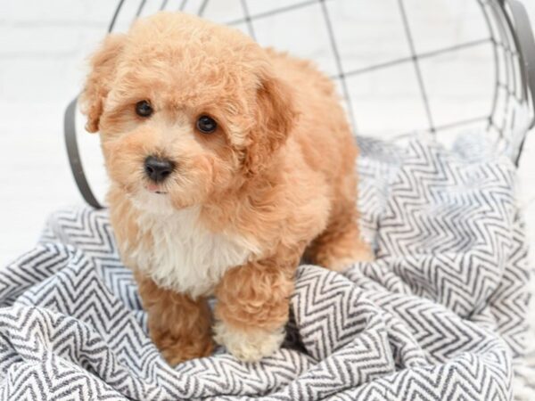 Bichonpoo-DOG-Male-Red-35548-Petland Novi, Michigan