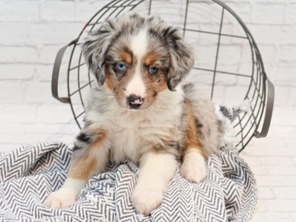 Miniature American Shepherd DOG Male Blue Merle 35549 Petland Novi, Michigan