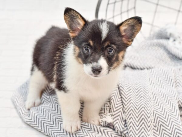 Pembroke Welsh Corgi DOG Female Tri-Colored 35550 Petland Novi, Michigan