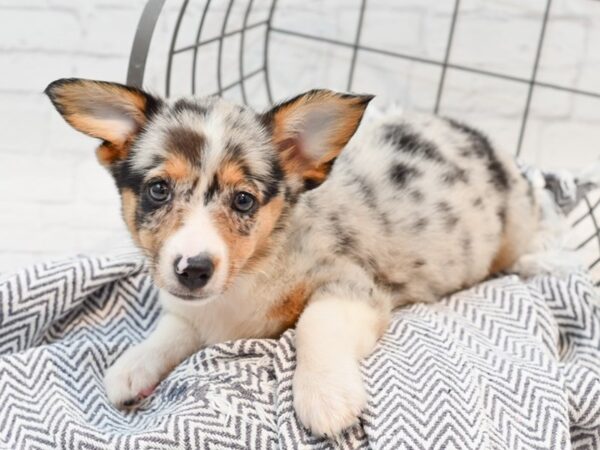 Auggie DOG Female Blue Merle 35552 Petland Novi, Michigan