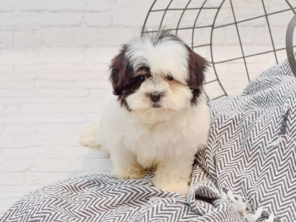 Shihpoo DOG Female Black & White 35554 Petland Novi, Michigan