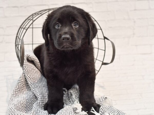 Labrador Retriever DOG Male Black 35555 Petland Novi, Michigan